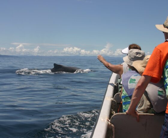 AVISTAMIENTO-DE-LOMO