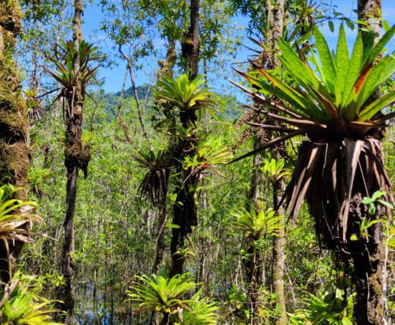 BROMELIA-MANGLARES-scaled