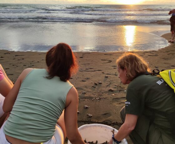 LIBERACIÓN-TORTUGAS-scaled