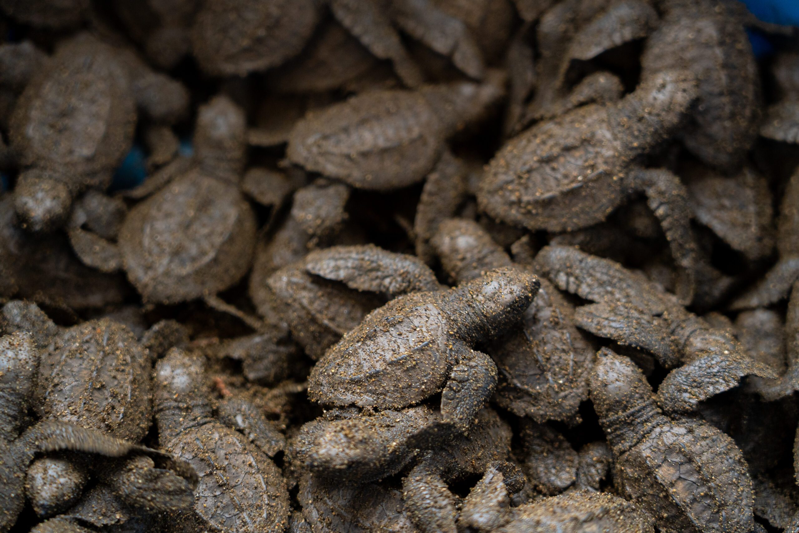 Sea turtle nesting area on the beach
