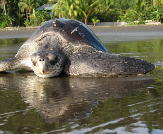 TORTUGA-HEMBRA-EN-PLAYA