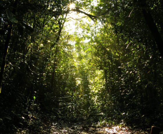 VEGETACIÓN-RESERVA-NATURAL-scaled